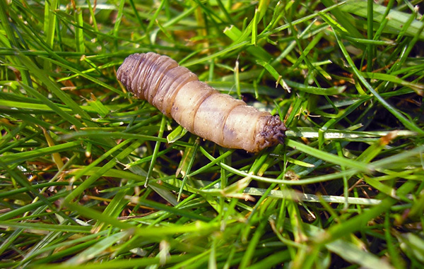 Lawn Pests And Diseases